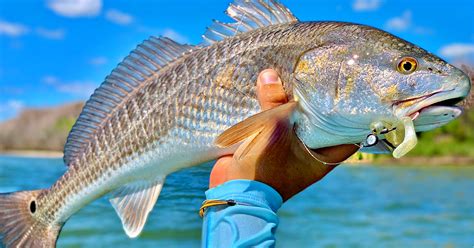 Landing Monster Redfish with a NXGIC Spinnerbait: Tales from the Pros